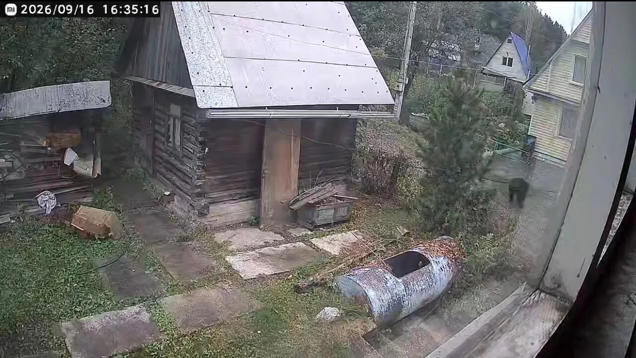 🐻 Медведь уже второй день гуляет по СНТ в Новокузнецке