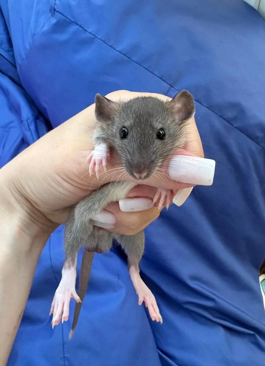 А у нас пополнение в семье 🐀🐀