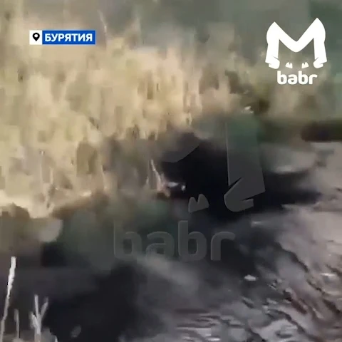 🐻 Медведь задрал лошадь и погнался за хозяином в Бурятии