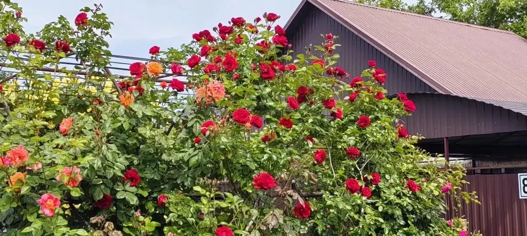 🌹Когда в городе зацветают розы, улицы словно оживают новой, особенной красотой  Воздух наполняется т