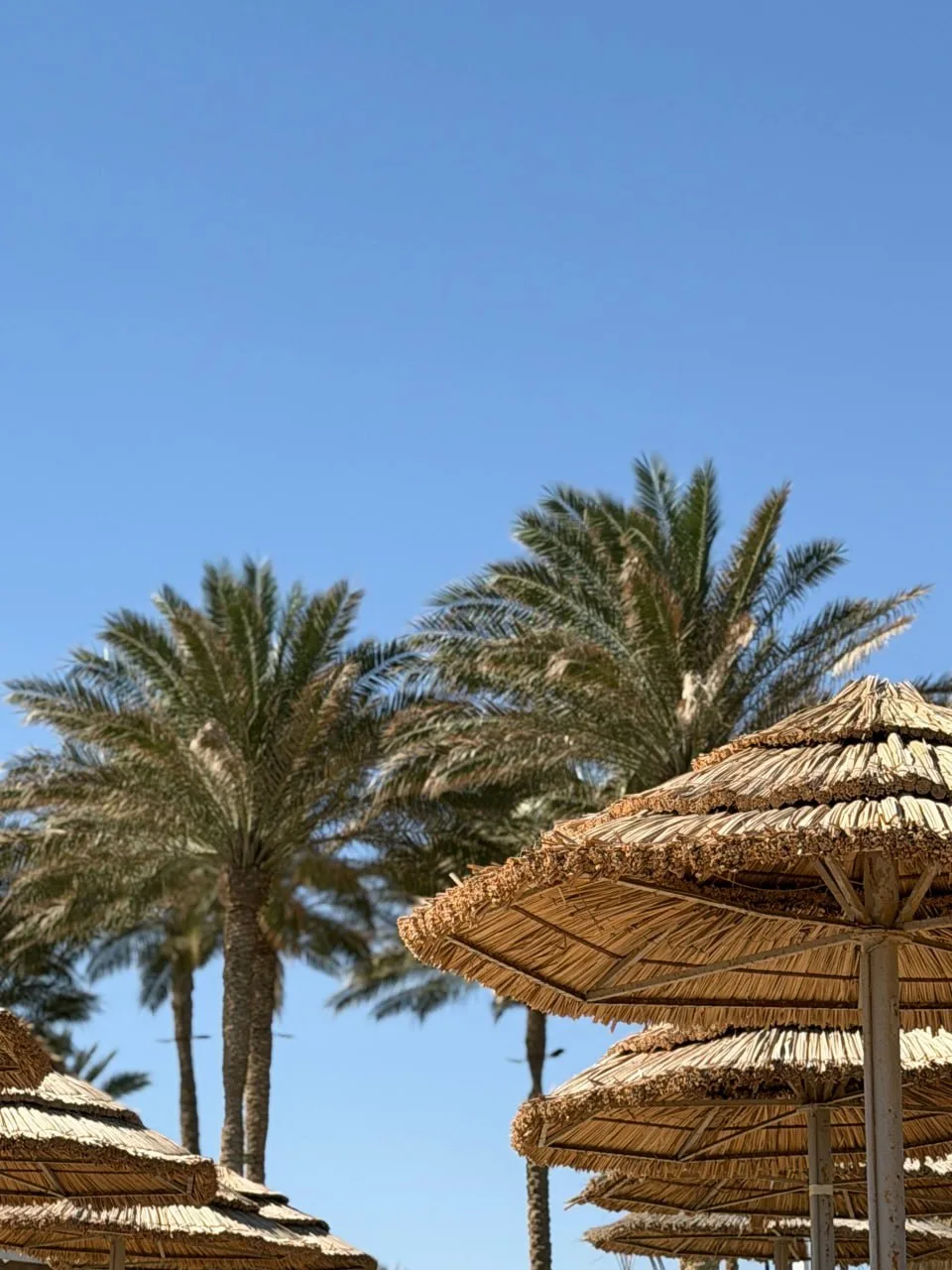 ПРЕДЛОЖЕНИЕ ДНЯ: ЕГИПЕТ 🇪🇬