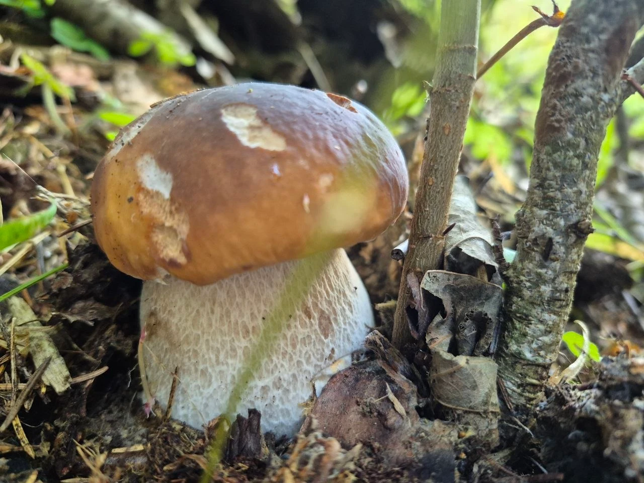 🍄‍🟫 Почему грибы у дороги лучше не класть в корзину