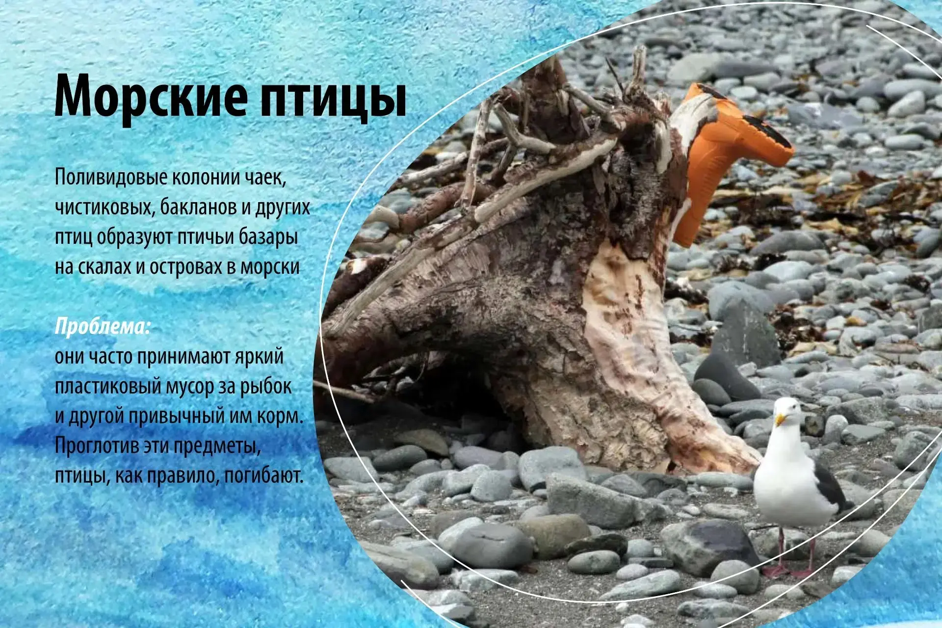 🌊 Морской мусор угрожает животным Камчатки