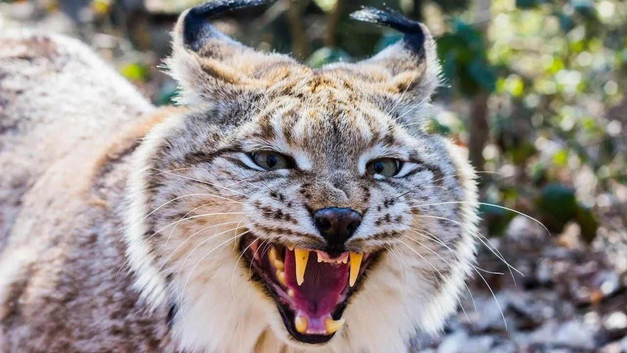 🐾 В Зябе рысь забралась в сарай и задрала семь кур. Хозяйка вызвала полицию, но хищниц...