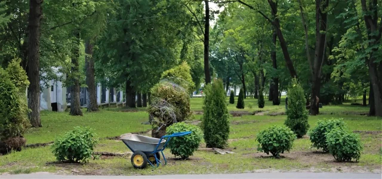 Новые деревья — в местах работы АО «ОКО» 🌳
 
Год назад перед фасадами 1 и 2 корпусов ННГУ начались 