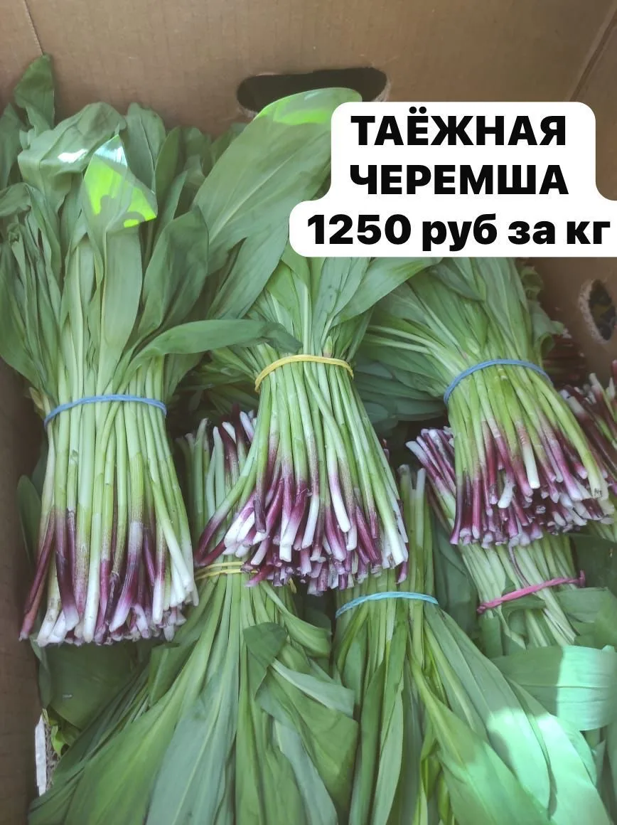 *Принимаем заказы НА ВТОРНИК НА ДИКУЮ ТАЁЖНУЮ ЧЕРЕМШУ!  Заказать : 🏃‍➡️ +7 902 467-37-77*