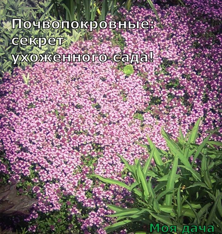 Почвопокровные: секрет ухоженного сада 🌸