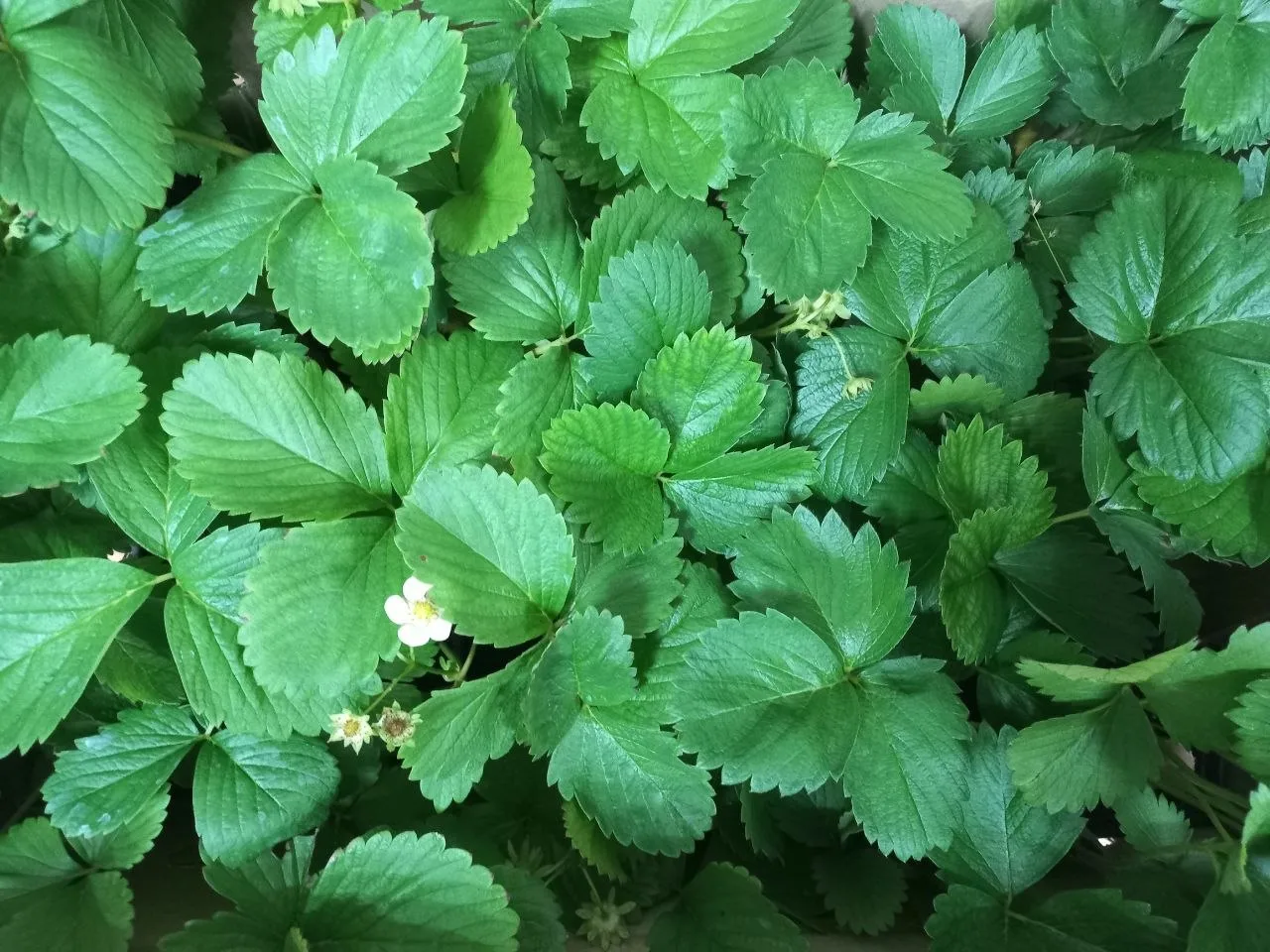 🍓Заклубничились