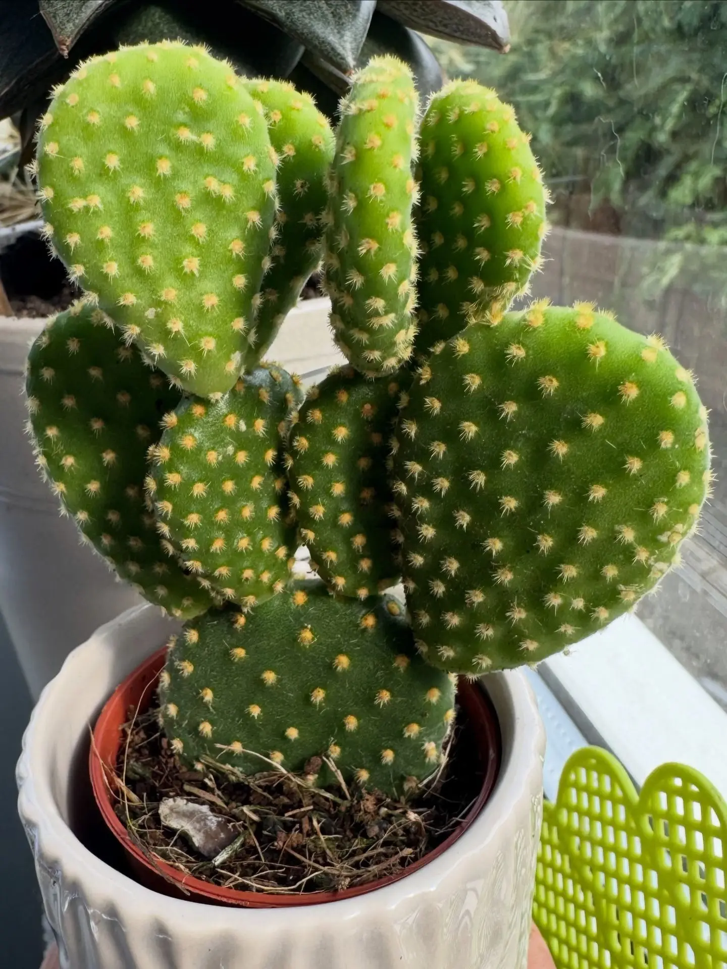🌵 Опунция — эффектный и экзотичный питомец для солнечного подоконника. Это один из сам...