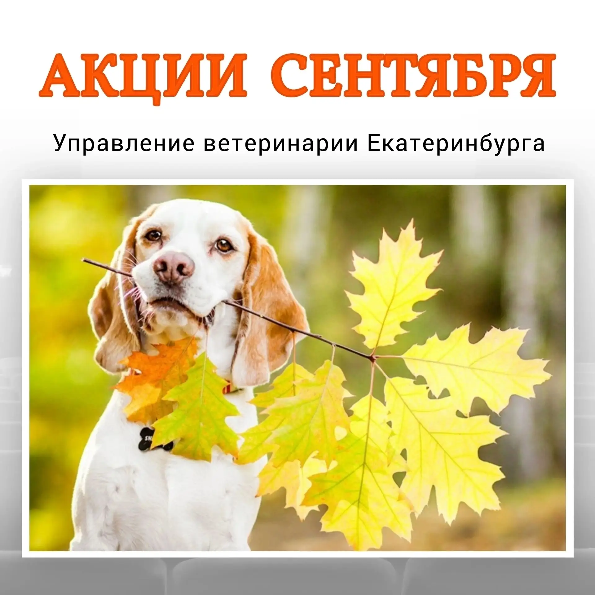 🍂 АКЦИИ МЕСЯЦА 🍂
