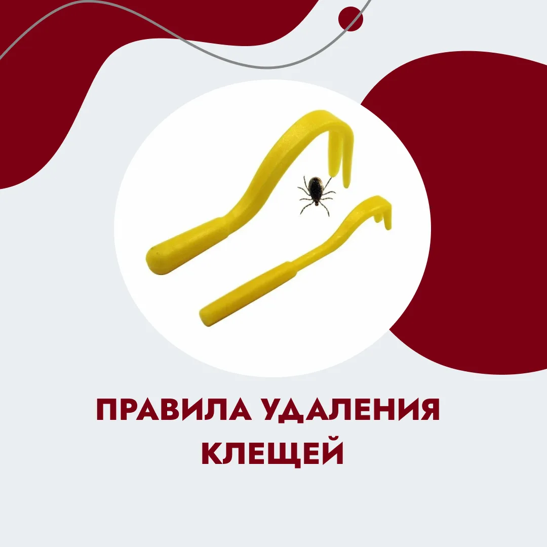 Начался сезон активности клещей, будьте осторожны!