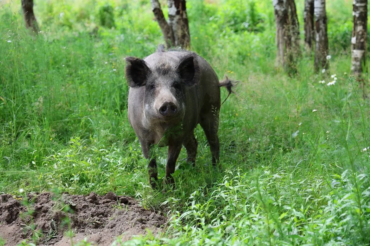 🐗 Кабаниха Фрося из нацпарка Лосиный Остров