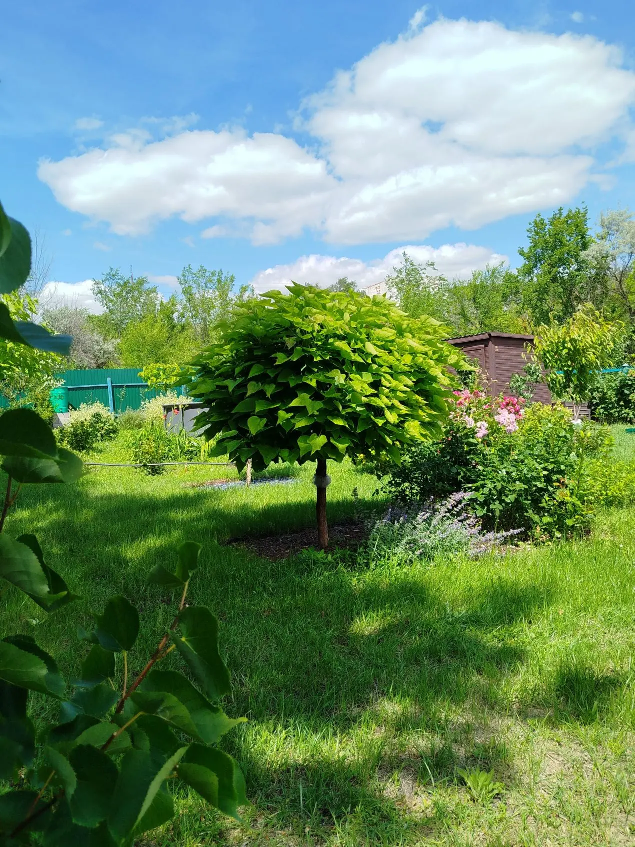 Есть вещи на даче, которые бесят всех (просто никто не признаётся)