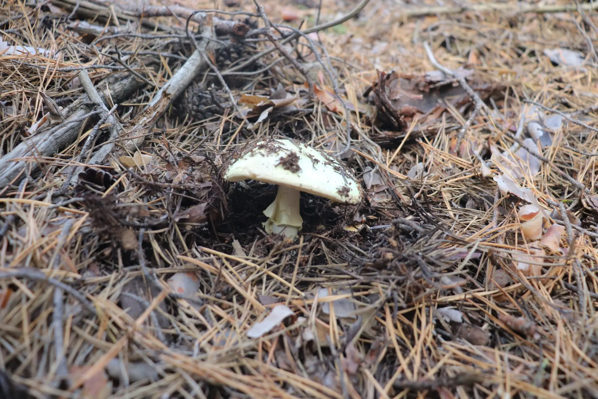 Мухомор поганковидный (Amanita citrina) встречаю редко в лесах, могу по пальцам одной р...