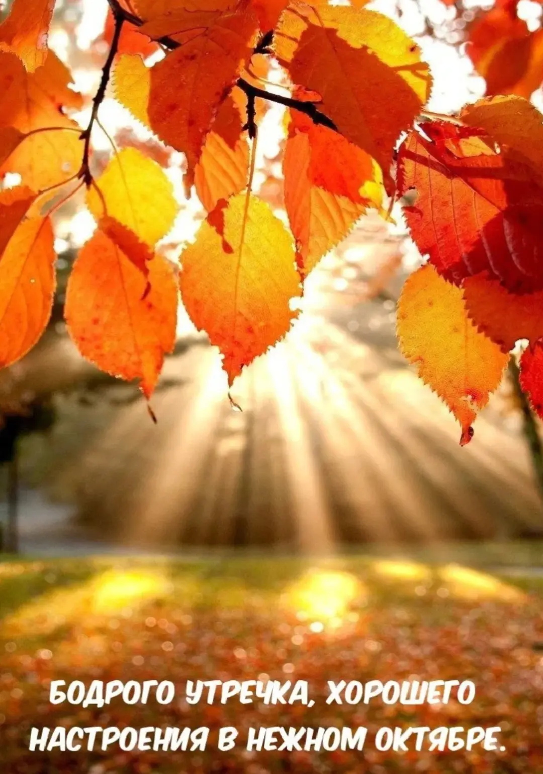 С первым днём октября! 🍂