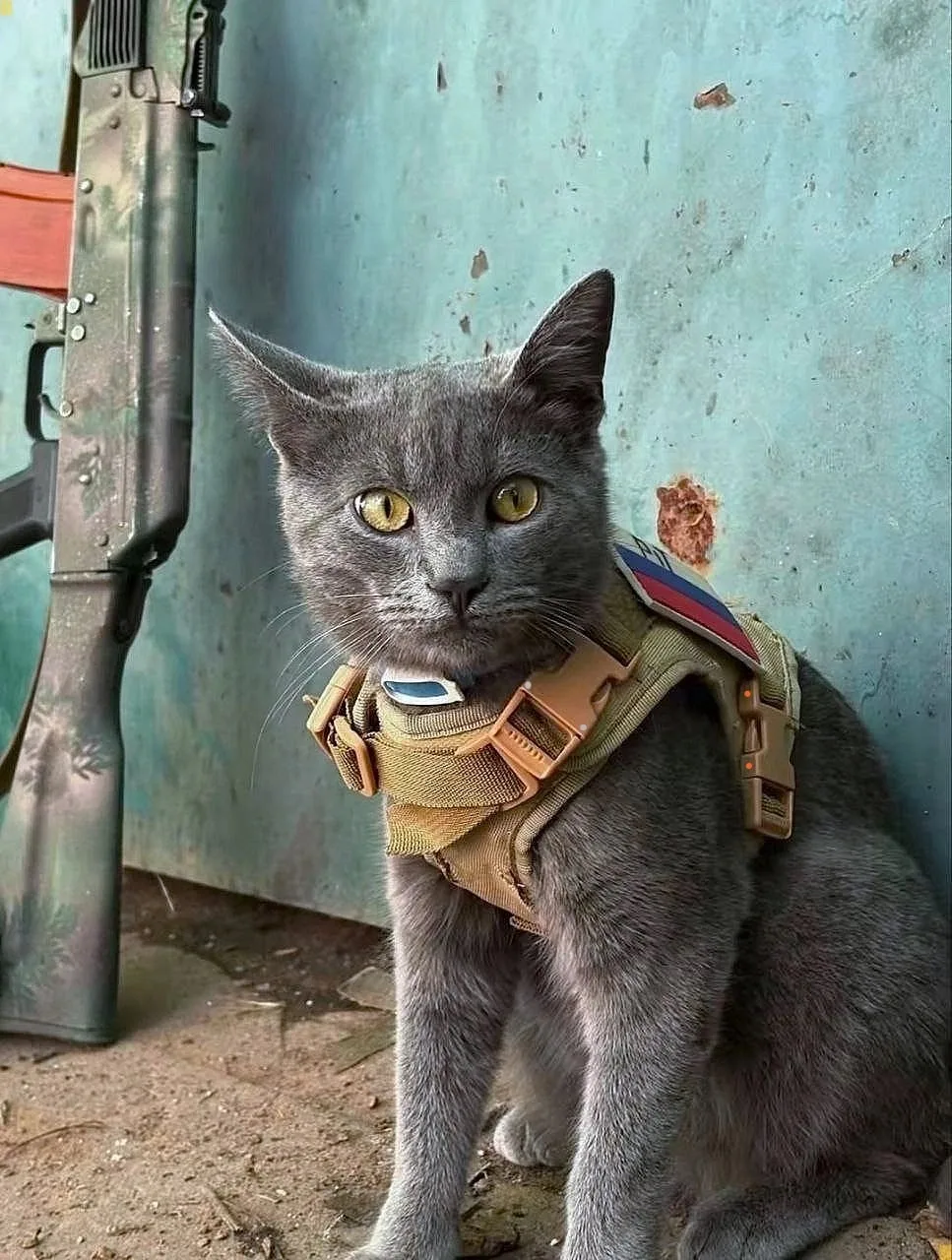 Официально в строю🫡