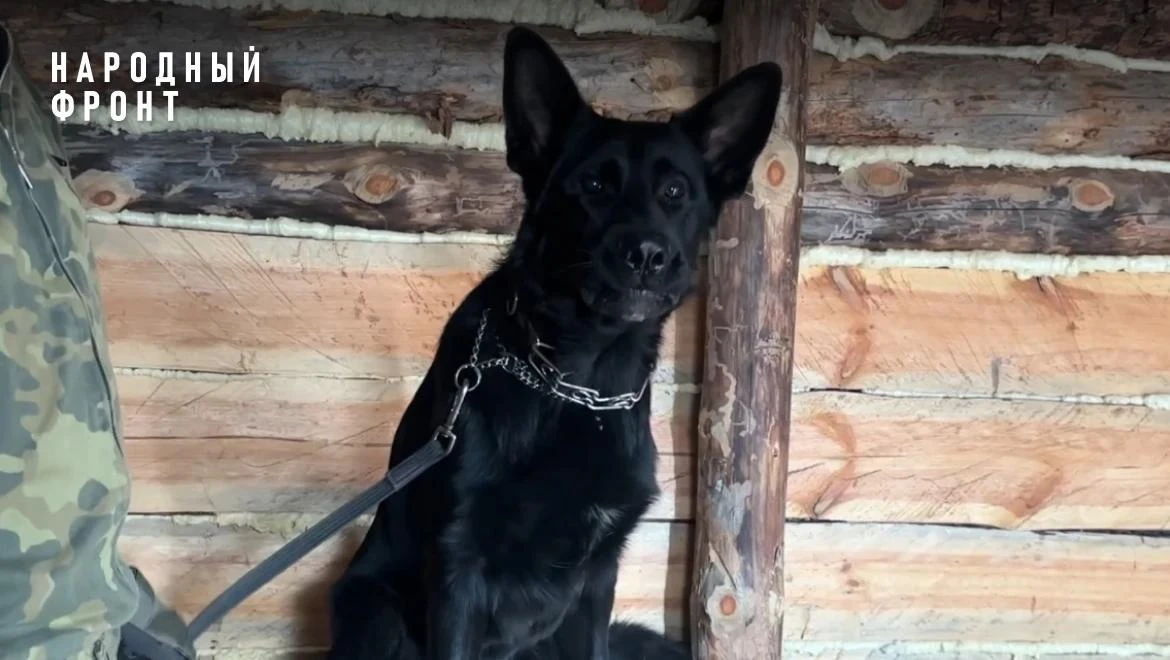 «Дрон разорвался, но мы все целы»: как фронтовые собаки спасают бойцов на СВО