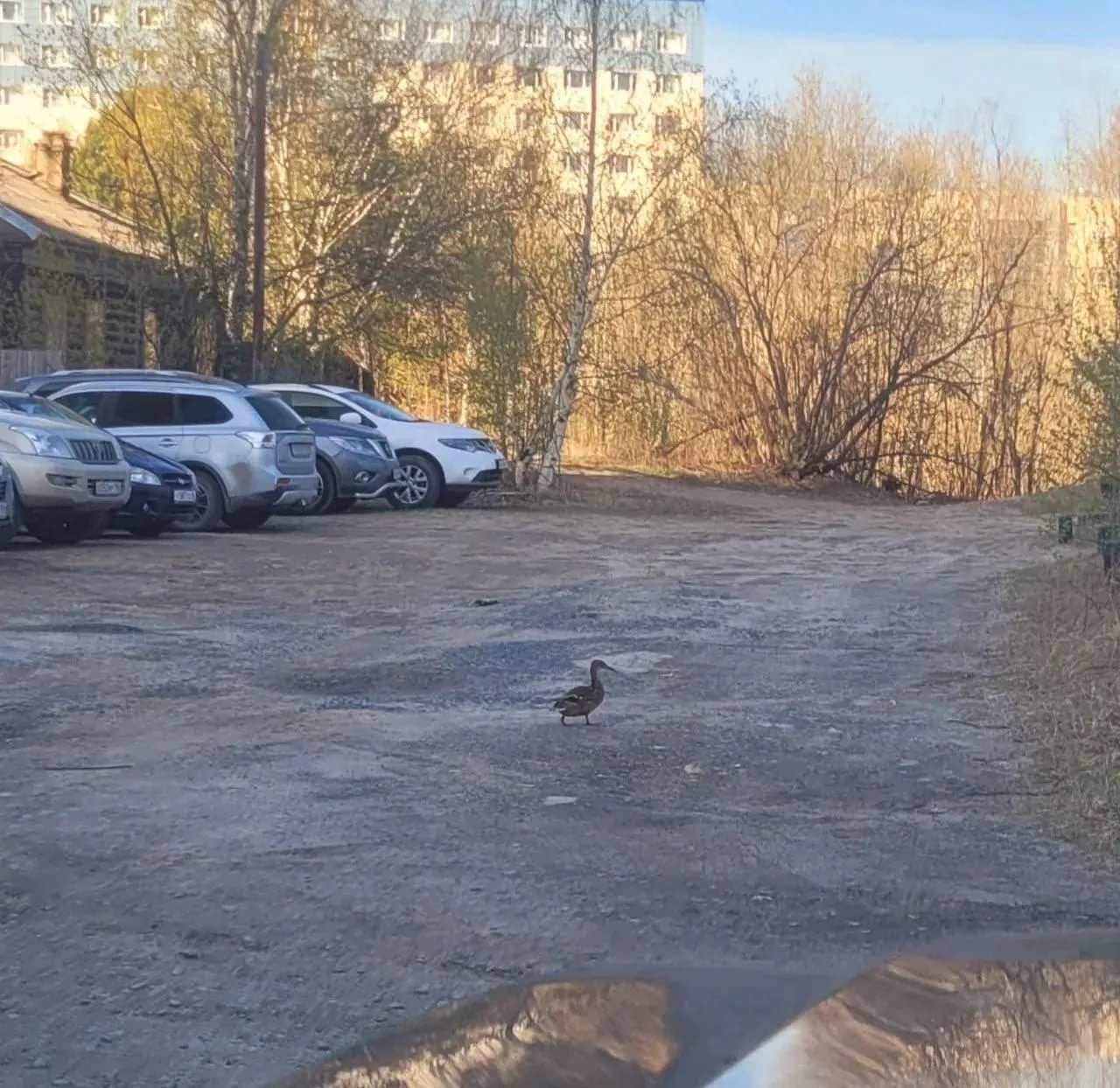 🦆 Утка-контролёр вышла на смену в Сургуте

Птица следит за ремонтом на Ленина у Газпромбанка.

ЧП С