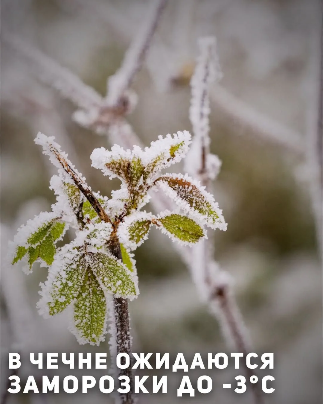⚠️ Внимание, Чечня! Ночью и утром 11 апреля — заморозки до -3°C