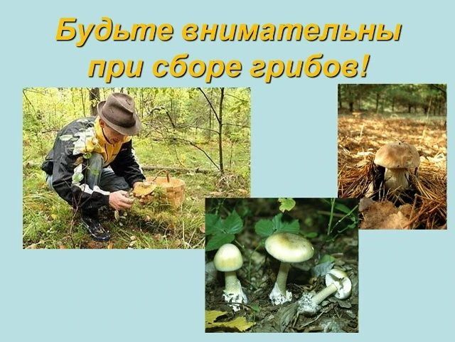 Осторожно, грибы! Правила безопасности для детей 
Лето и осень — грибная пора. Детям так интересно н
