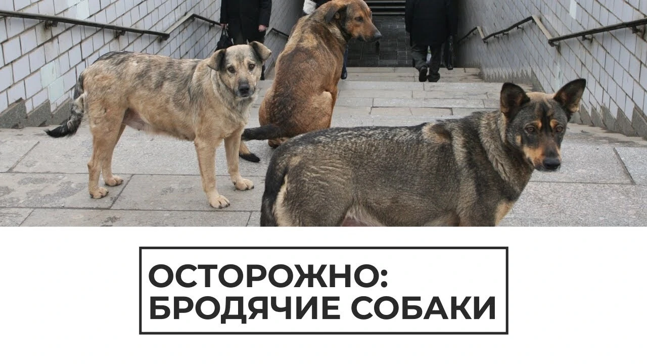 Уважаемые жители Нововоронежа!