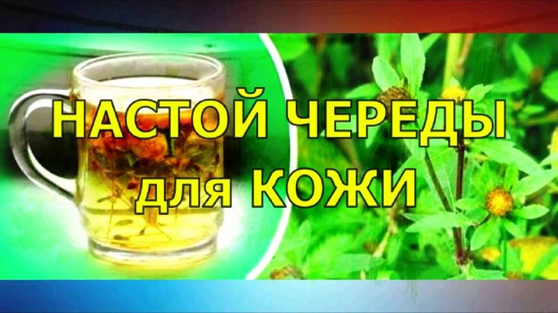 Исследования показывают, что череда эффективно в борьбе с кожными аллергическими заболеваниями, атоп
