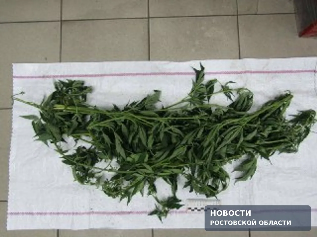 В Батайске служебная собака нашла коноплю под полом дома