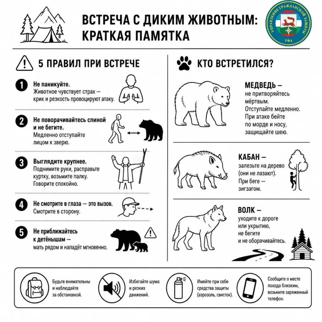 🌲 Не только в глухой тайге: дикие животные рядом с Уфой. Простая памятка безопасности