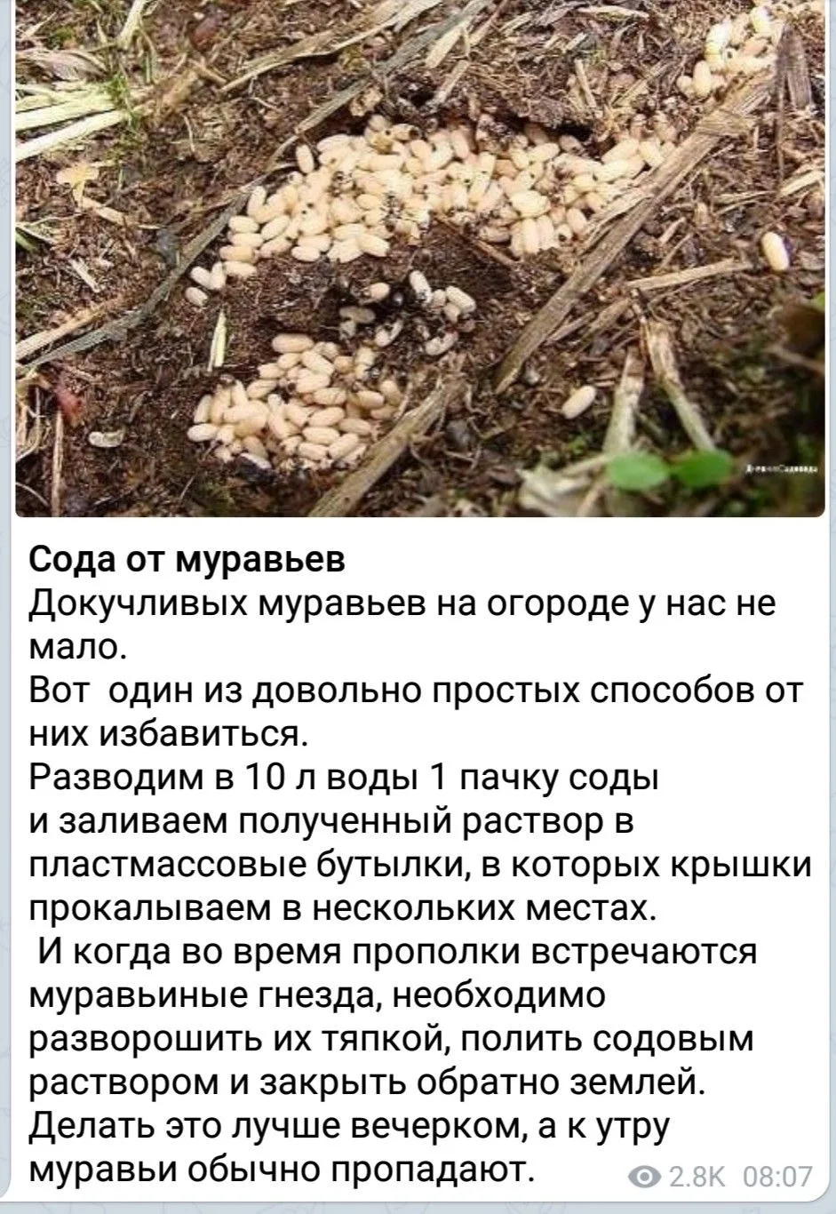 Как избавиться от муравьев на огороде с помощью соды 🐜