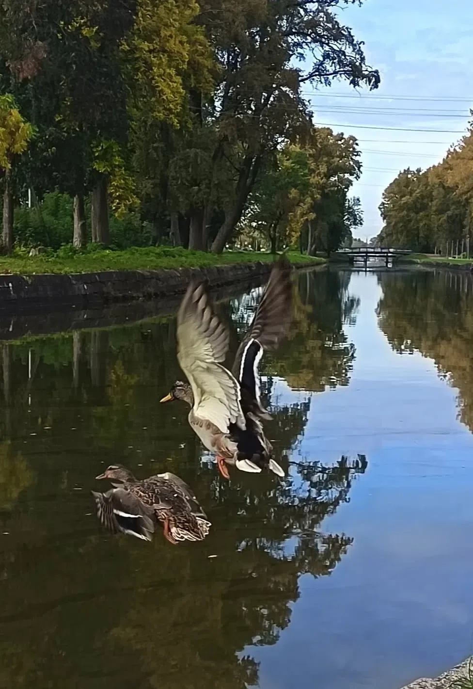 Утки в полёте.