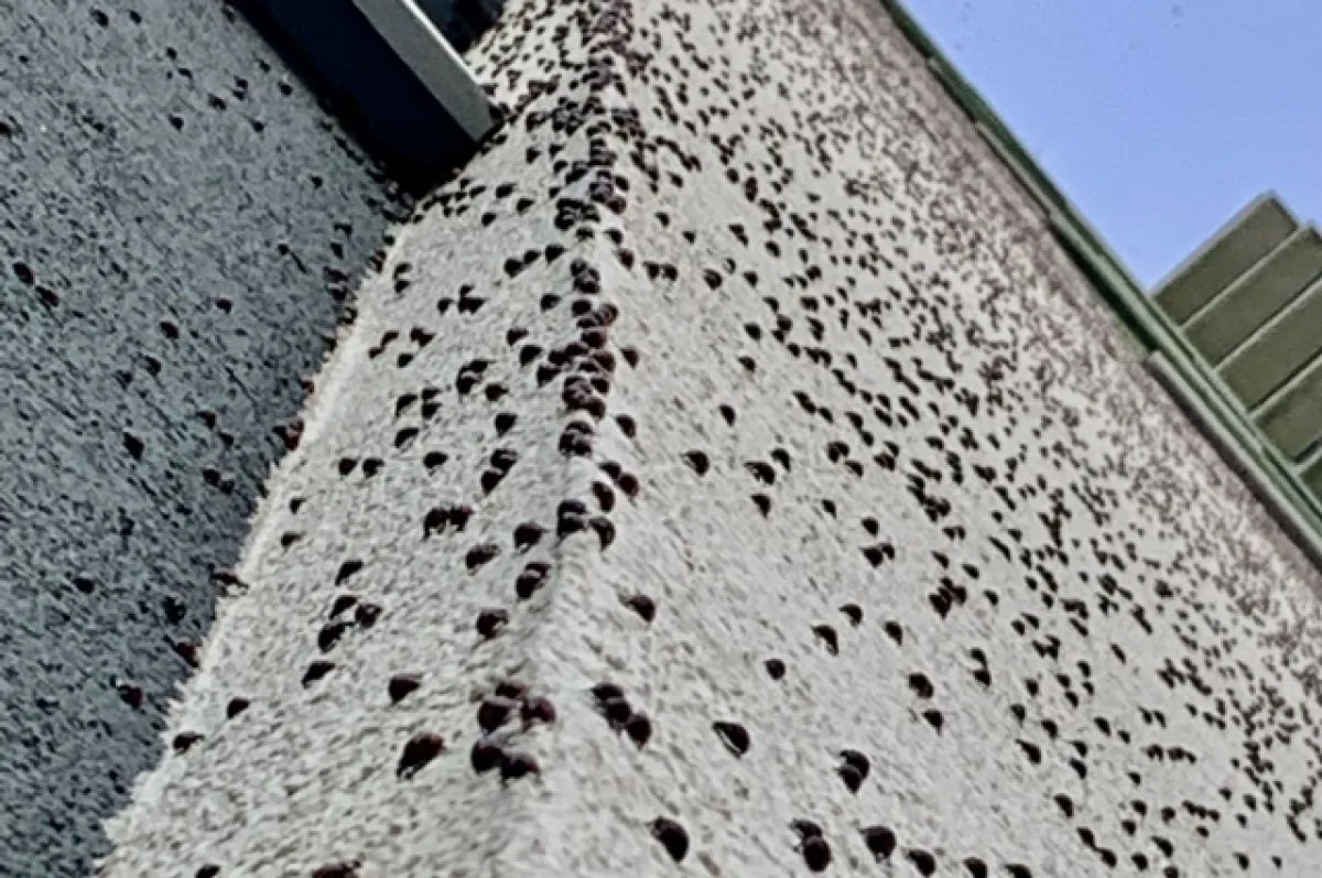 🐞🪲Нашествие клопов (особенно вонючих щитников) и божьих коровок в бабье лето — обычно...