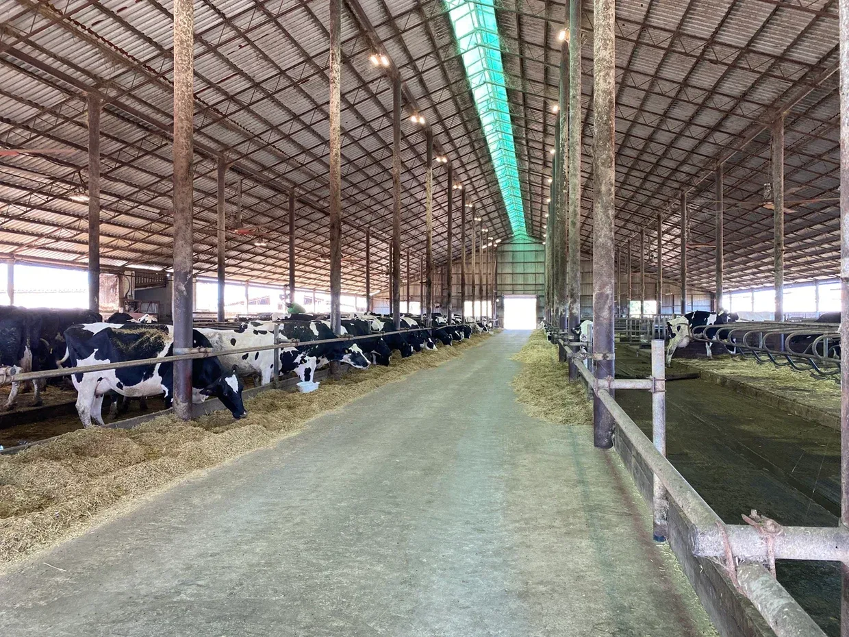 🥛🐮 9000 литров молока в день и планы расти дальше. Так сегодня живет одно из хозяйств в Алексеевке