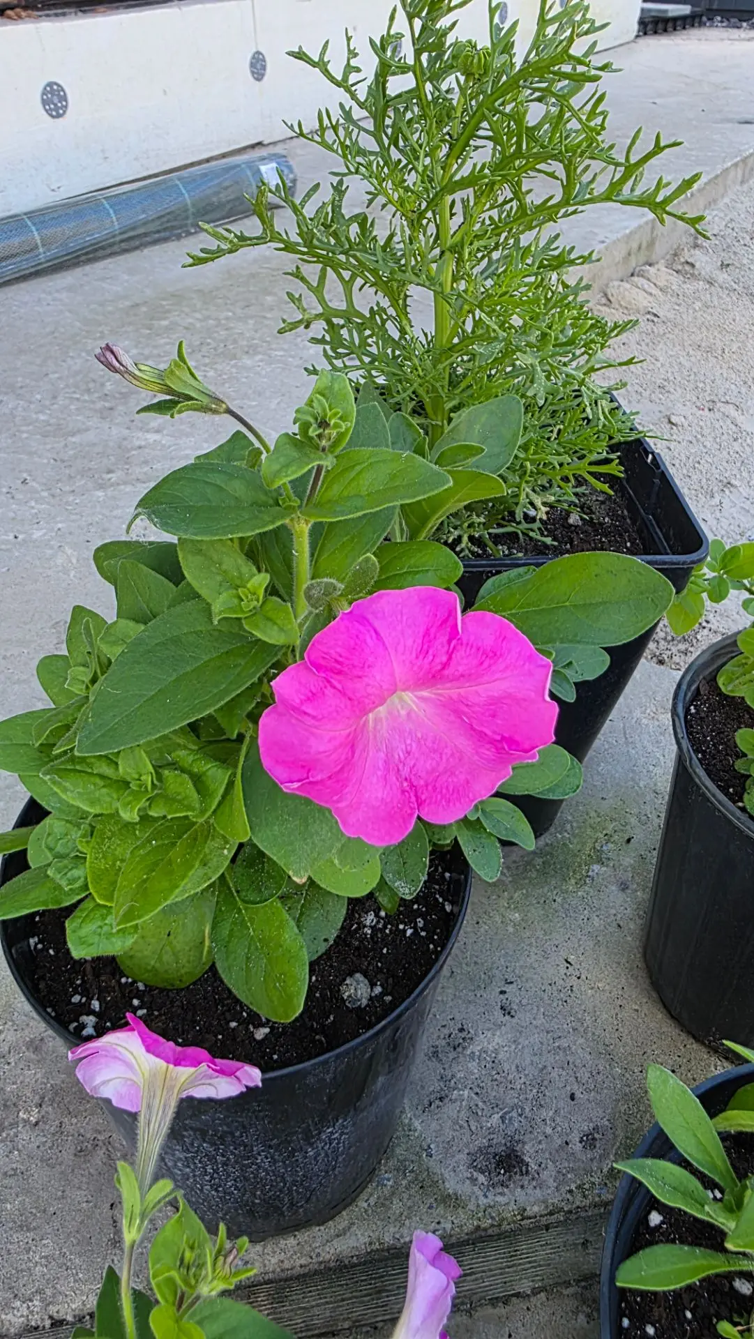 Добрый день, мои дорогие! ☀️

У нас сейчас +25° и солнечно. Погода просто замечательная! 🌿

Потихон
