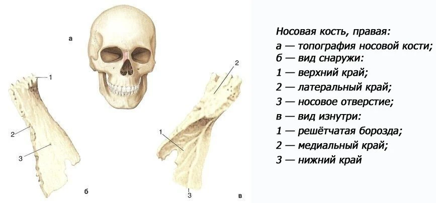 Строение носовой кости