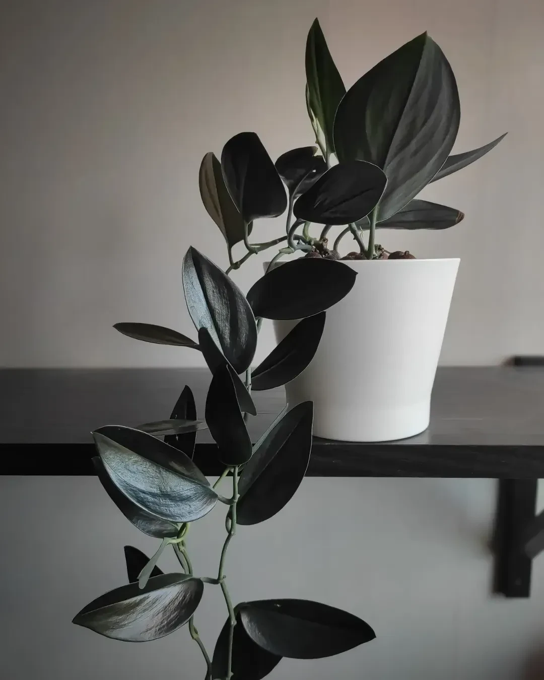 🌿 Сциндапсус Dark Form ❤