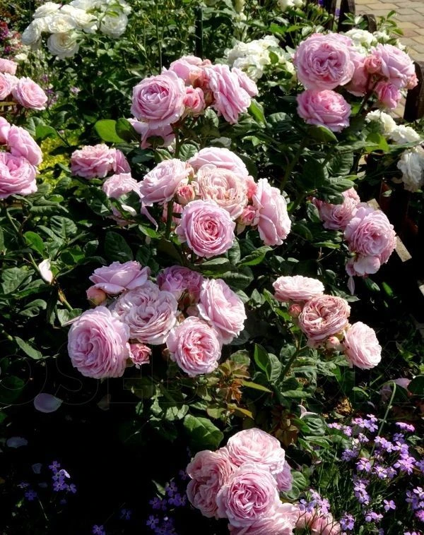 Розенграфин Мария Генриетта (Rosengräfin Marie Henriette)