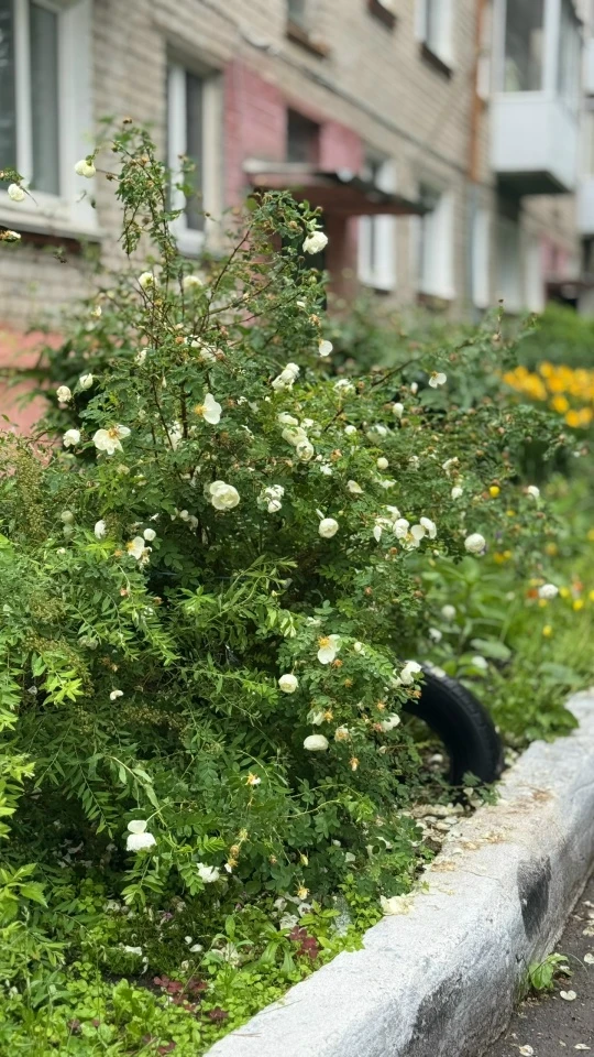 Свежесть, после дождя 🌧️🌿