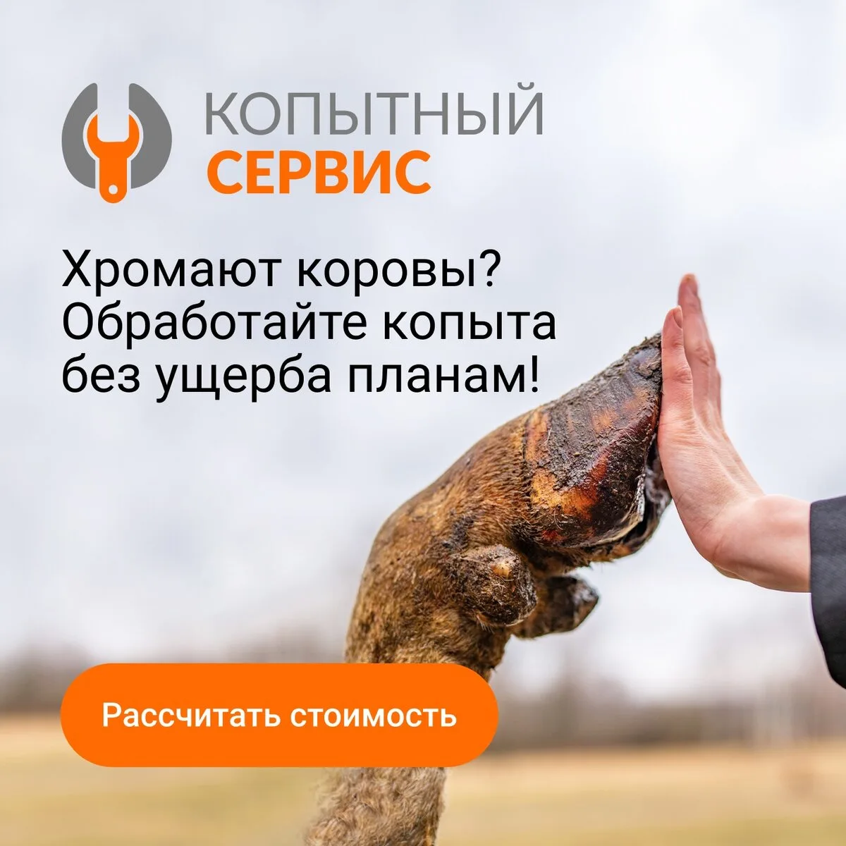 Обрезка копыт КРС