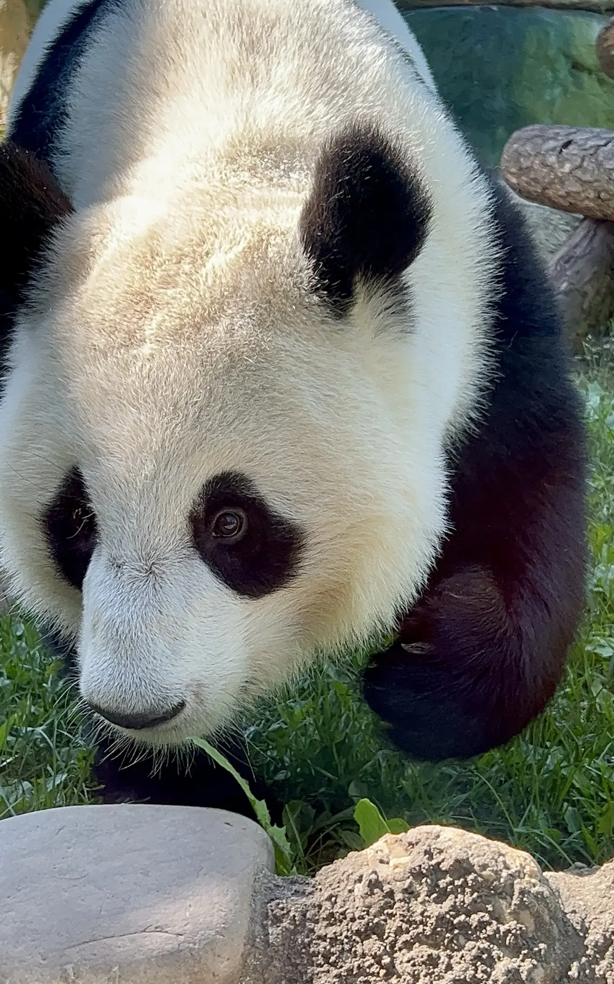Жду вас всех сегодня в гости!🥰

P.S. Ваша малышка Катюша🐼