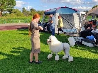 В Вязьме прошло масштабное кинологическое событие!
