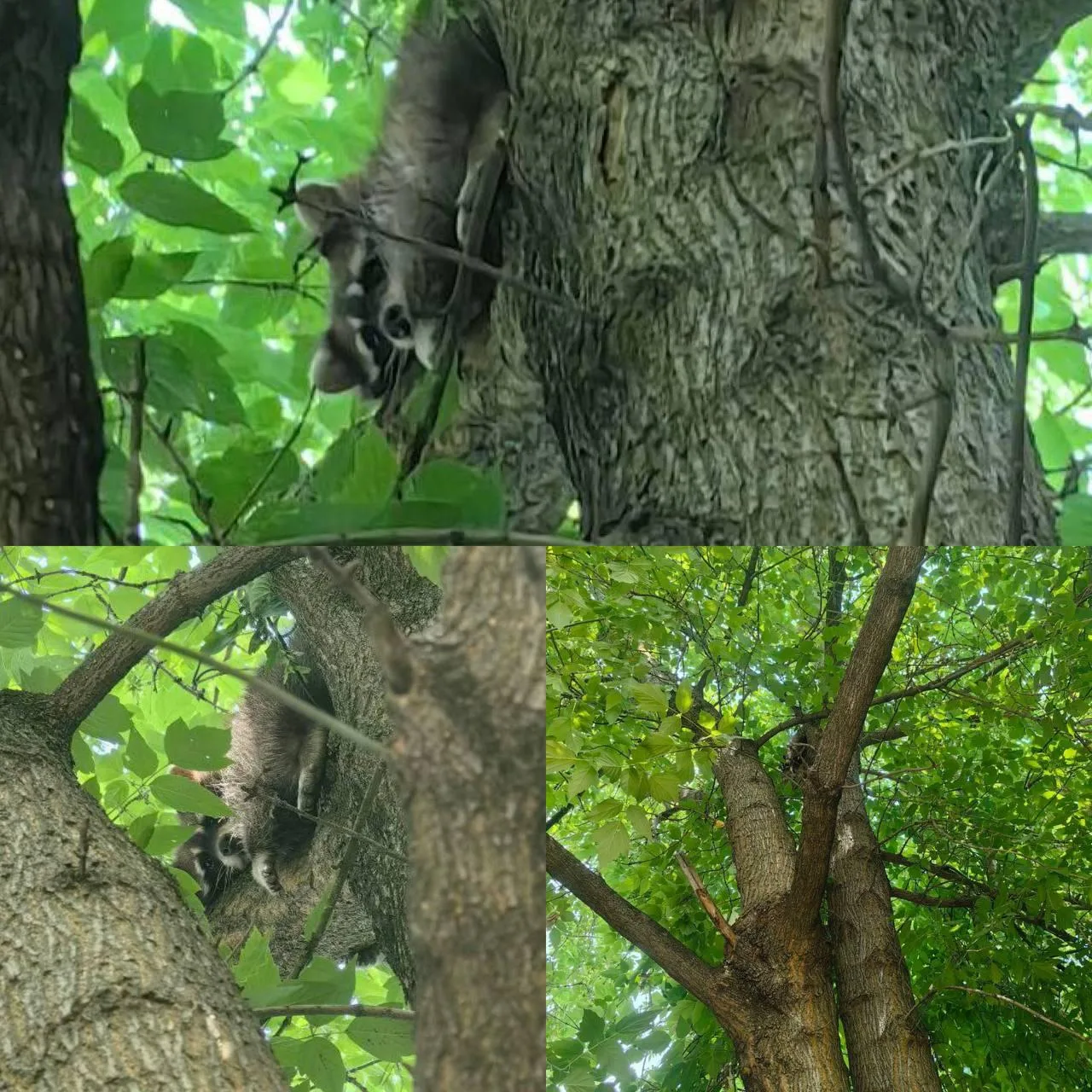 🦝 В Наро-Фоминске благополучно завершились поиски сбежавшего домашнего енота

Питомица по кличке Мо