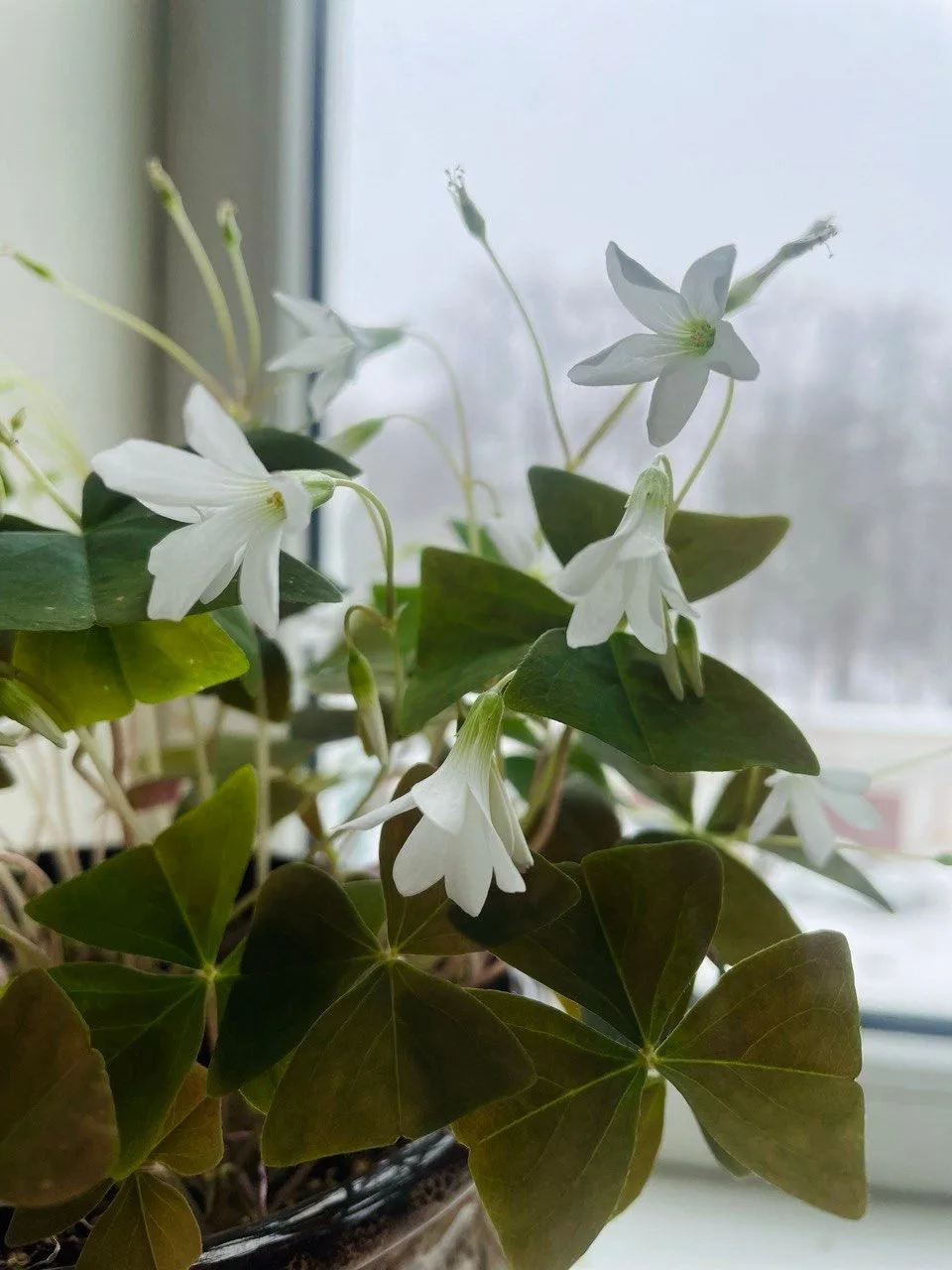 На улице - снег, а в корпусах УлГУ - весна 🌷🌷🌷