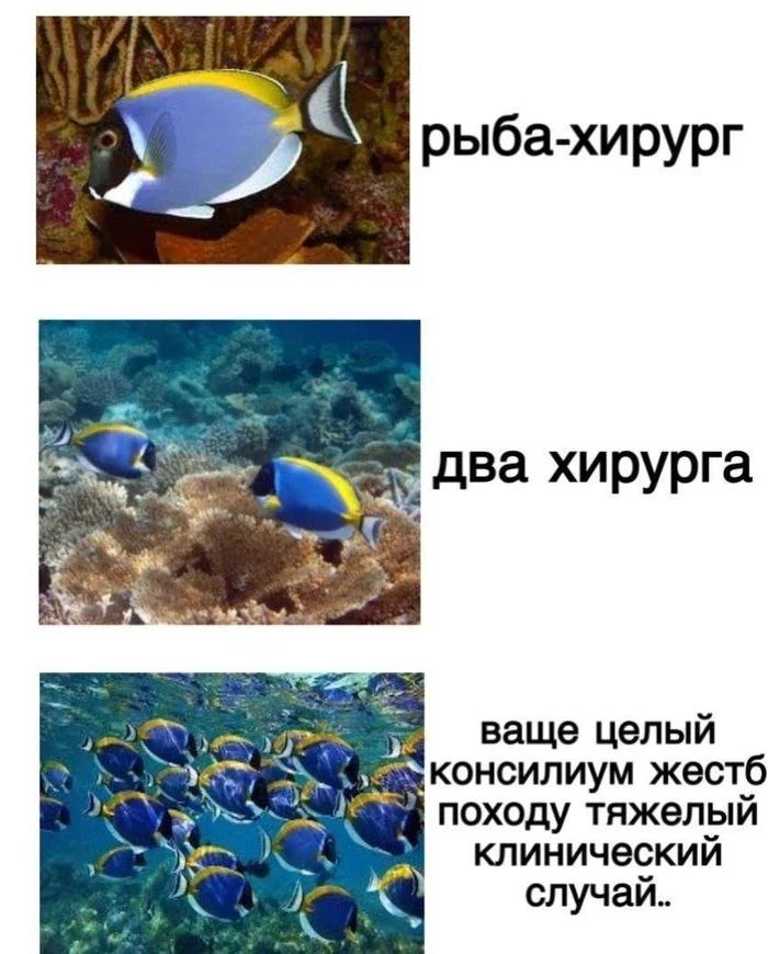 Быстрее, быстрее! Там поступил пациент с огурцом в попе! 😂