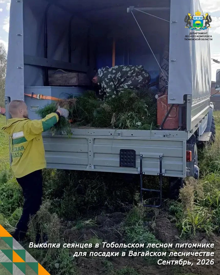 🌲 Восстановленный после пожара лес дополняют новыми сеянцами.