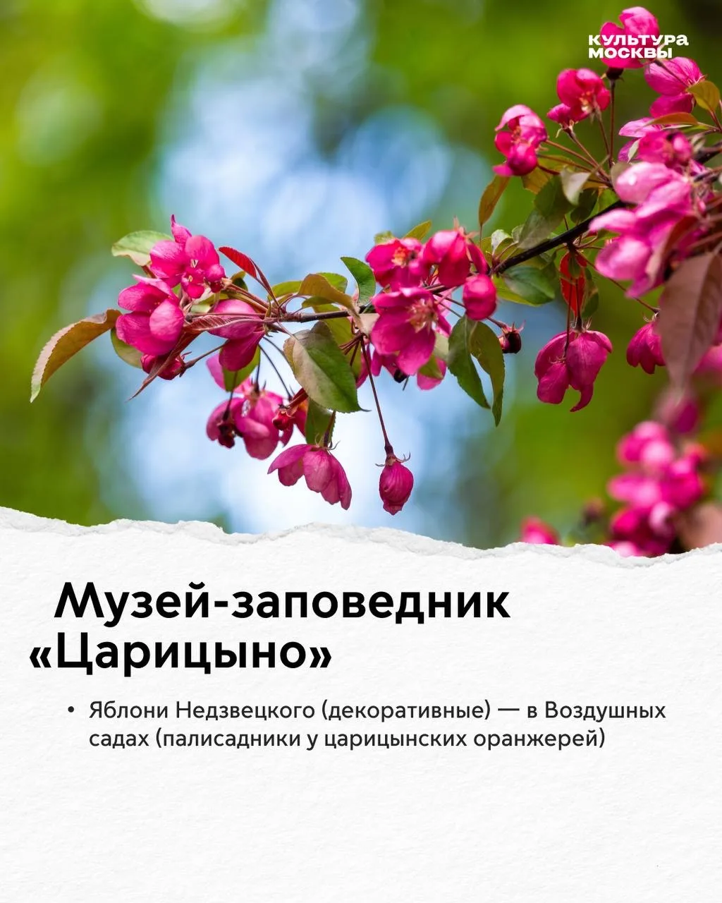 Москва расцветает!