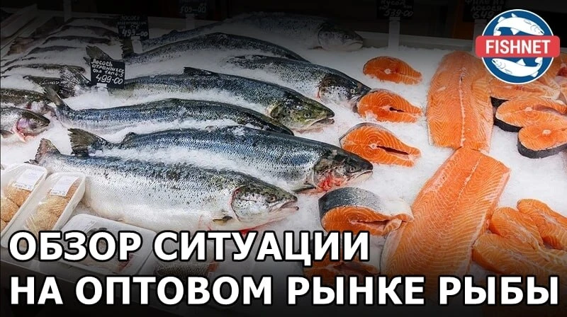 🐟 Мониторинг оптовых цен на основные виды рыбы на Дальнем Востоке, Северо-Западе и в Ц...