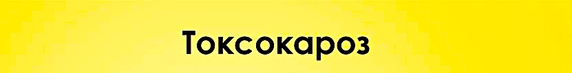 Токсокароз — это паразитарное заболевание плотоядных животных (собак, кошек и других пр...