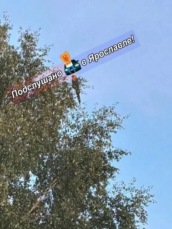 Попугая-беглеца нашли!