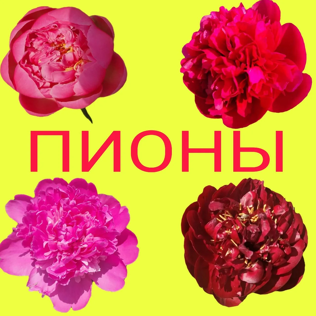 Магия пионов: почему мы так сильно ждем лето 🌸

Если у лета есть официальный аромат, то это запах ц