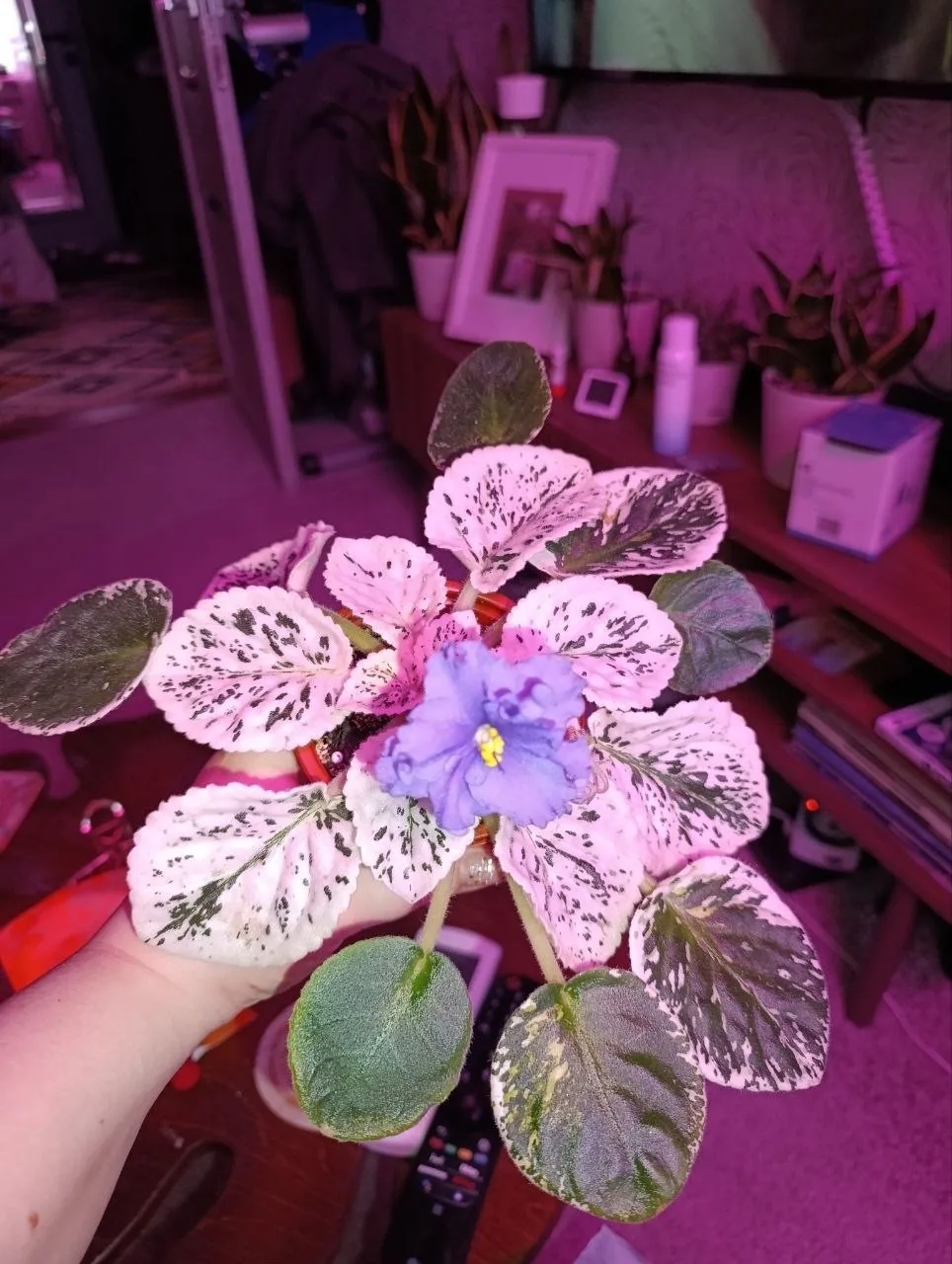 Улов с цветочного форума 💃